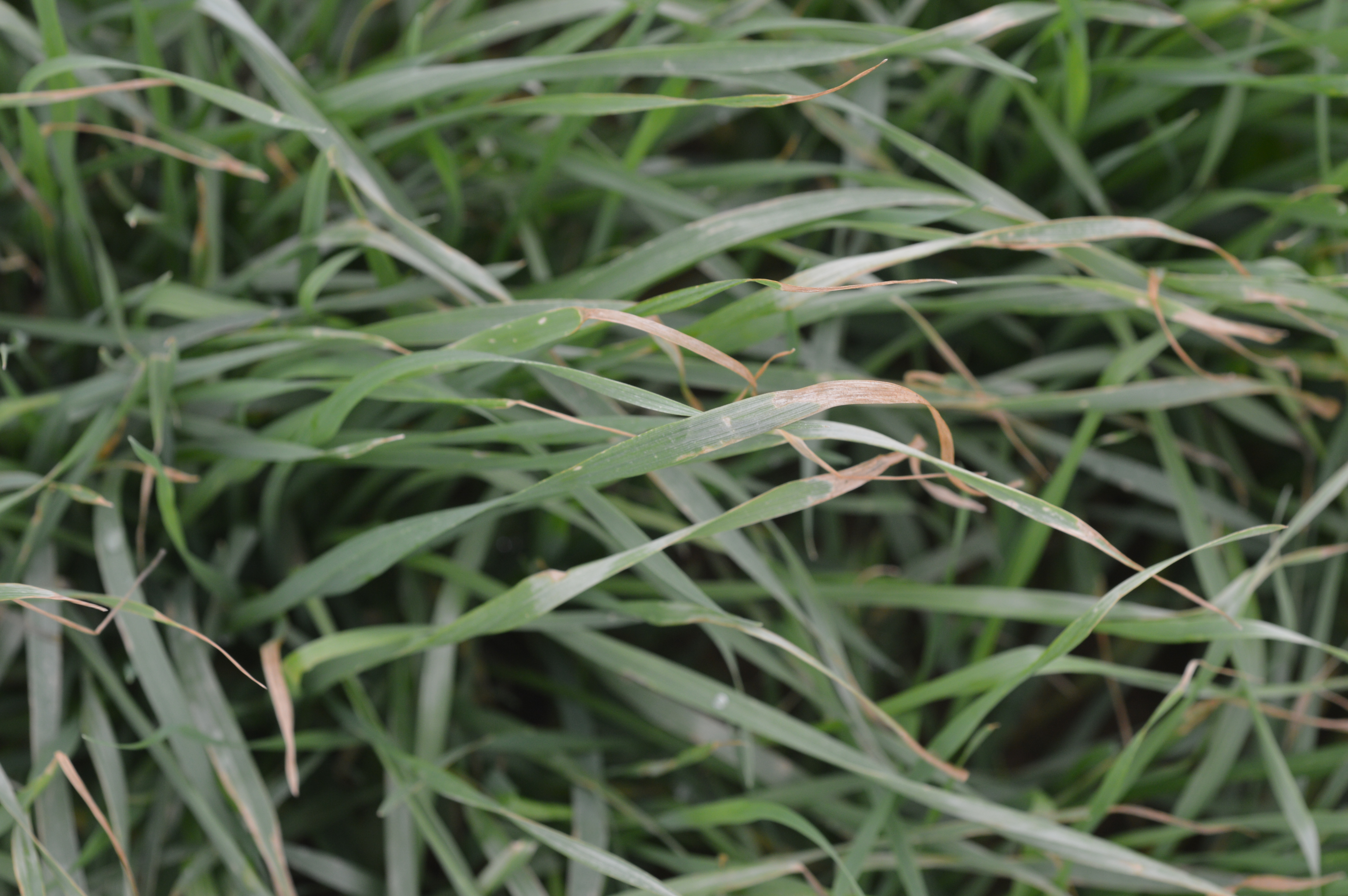 Sugarcane, wheat crops withstand freeze
